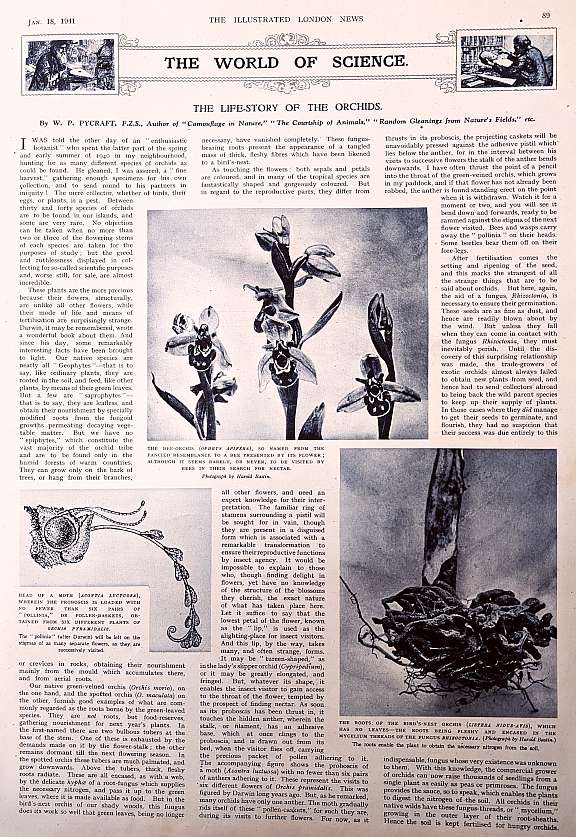 orchids